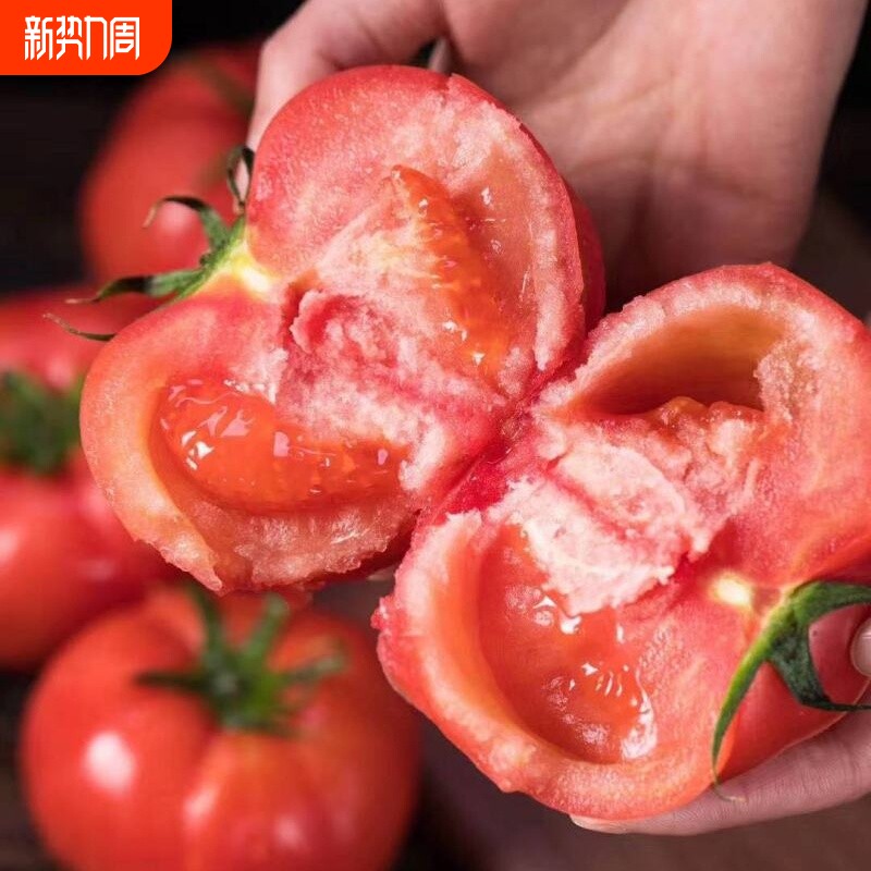 新鲜番茄西红柿