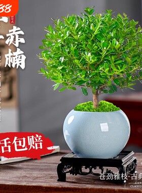 小叶赤楠盆景老桩植物办公室内绿植盆栽好养紫檀桌面花卉摆件客厅