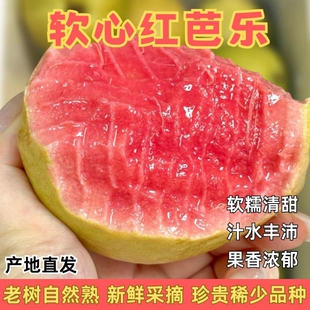 【现摘现发】福建双拼软心番石榴红心芭乐白心芭乐应季水果包邮