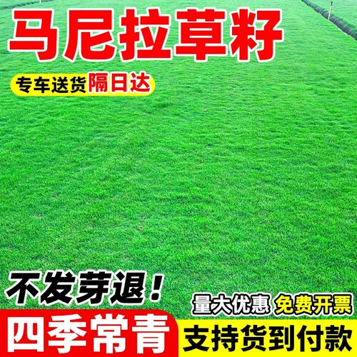 草籽草坪草皮护坡固土四季常青绿化庭院马尼拉草子耐寒高尔夫耐旱