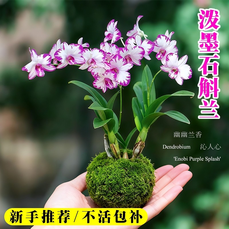 名贵白泼墨秋石斛兰花苗冬带花室内好养浓香水培盆栽花卉绿植香水