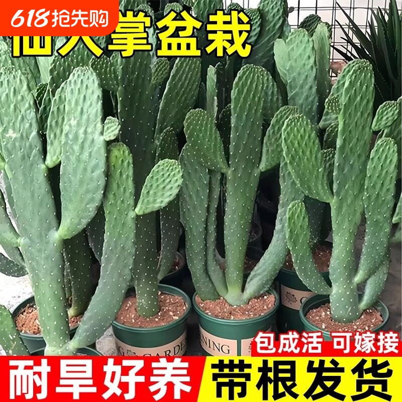 仙人掌盆栽米邦塔墨西哥苗可食用多肉植物绿植品种室内客厅办公桌