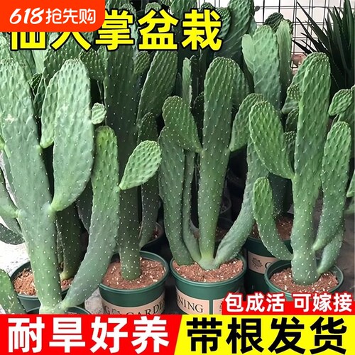 仙人掌盆栽米邦塔墨西哥苗可食用多肉植物绿植品种室内客厅办公桌