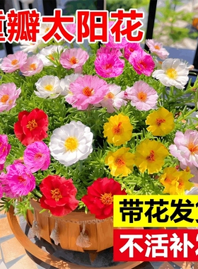 重瓣太阳花盆栽绿植客厅大花老桩玫瑰花苗桂花四季开花室内好养花