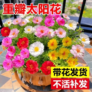 重瓣太阳花盆栽绿植客厅大花老桩玫瑰花苗桂花四季开花室内好养花