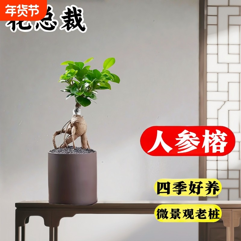 人参榕盆栽绿植提根老桩摇钱树发财树造型小叶榕树盆景植物金钱榕