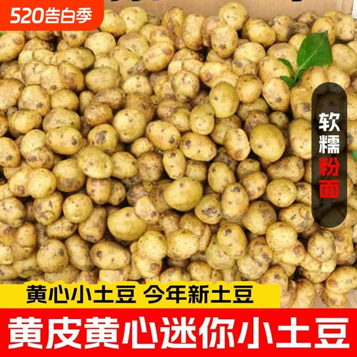 恩施小土豆新鲜马铃薯