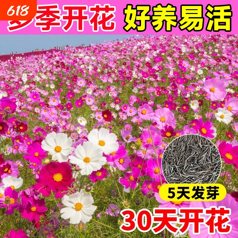 格桑花种子多季播种开花波斯菊庭院室外花卉种子七彩野花组合花籽