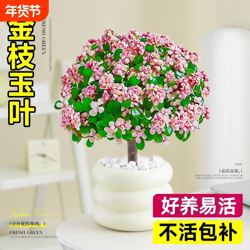 精品金枝玉叶棒棒糖多肉植物老桩多肉植物招财小盆景办公室内花卉