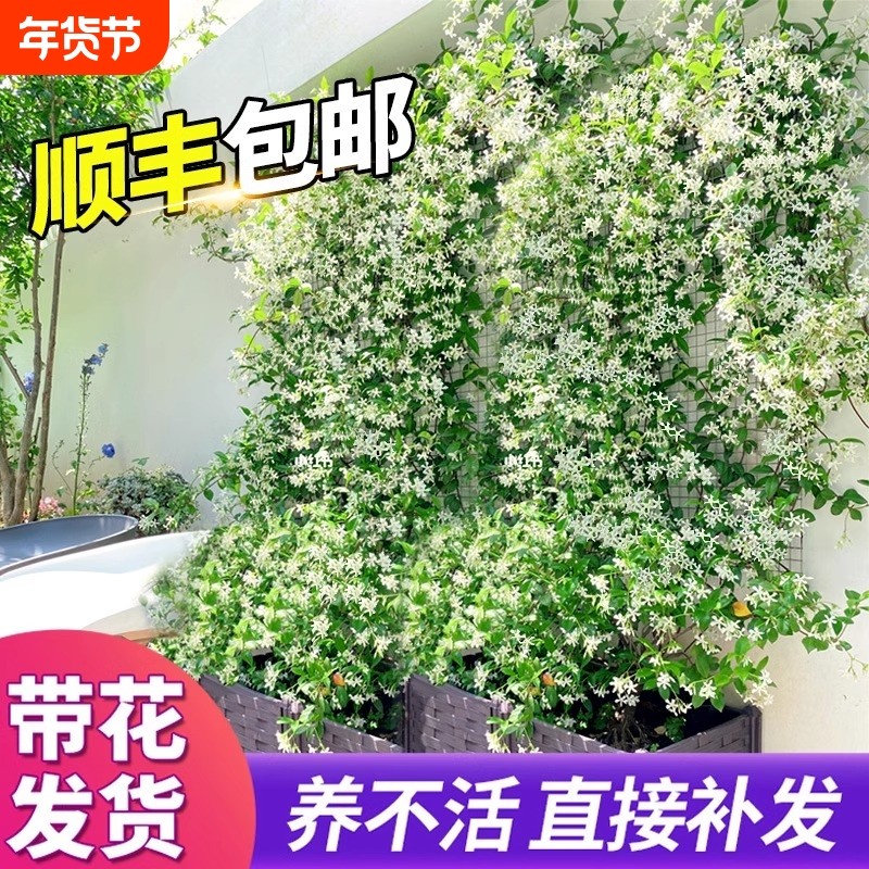 风车茉莉爬藤植物阳台盆栽大苗庭院花卉绿植物四季开花室外藤蔓,鲜花速递/花卉仿真/绿植园艺,时令草本花卉,淘宝优惠券,粉丝福利购,淘宝优惠卷