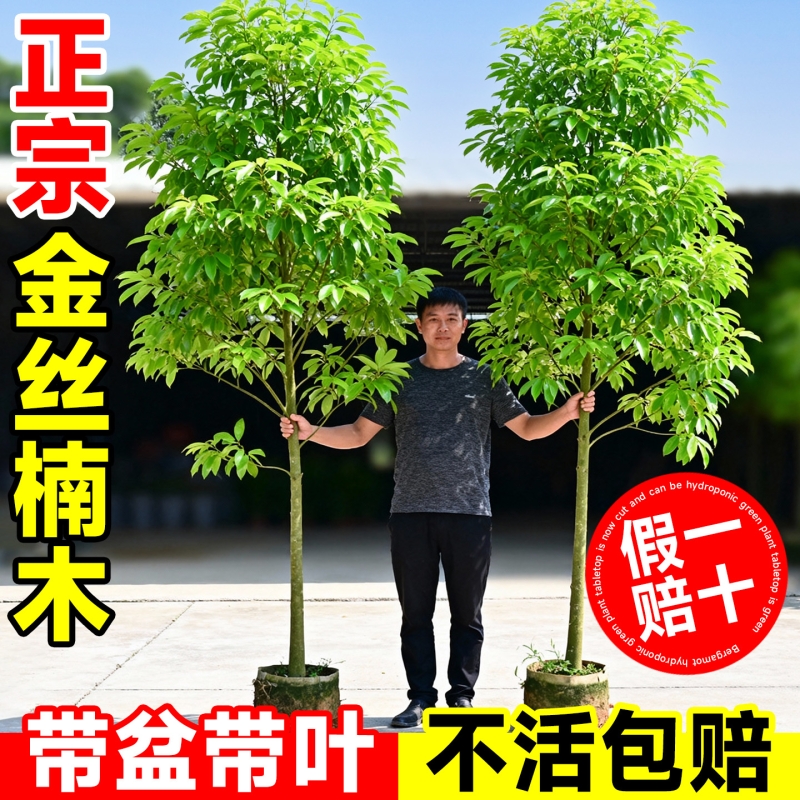 正宗四川金丝楠木树苗庭院盆栽小叶桢楠南北方种植十大名贵风景树
