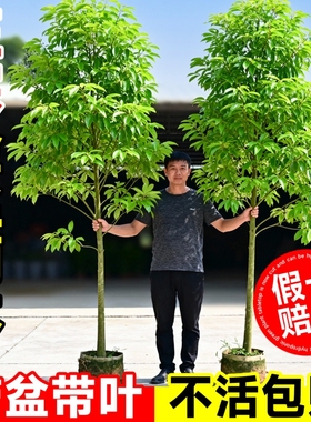 正宗四川金丝楠木树苗庭院盆栽小叶桢楠种植十大名贵风景树耐寒