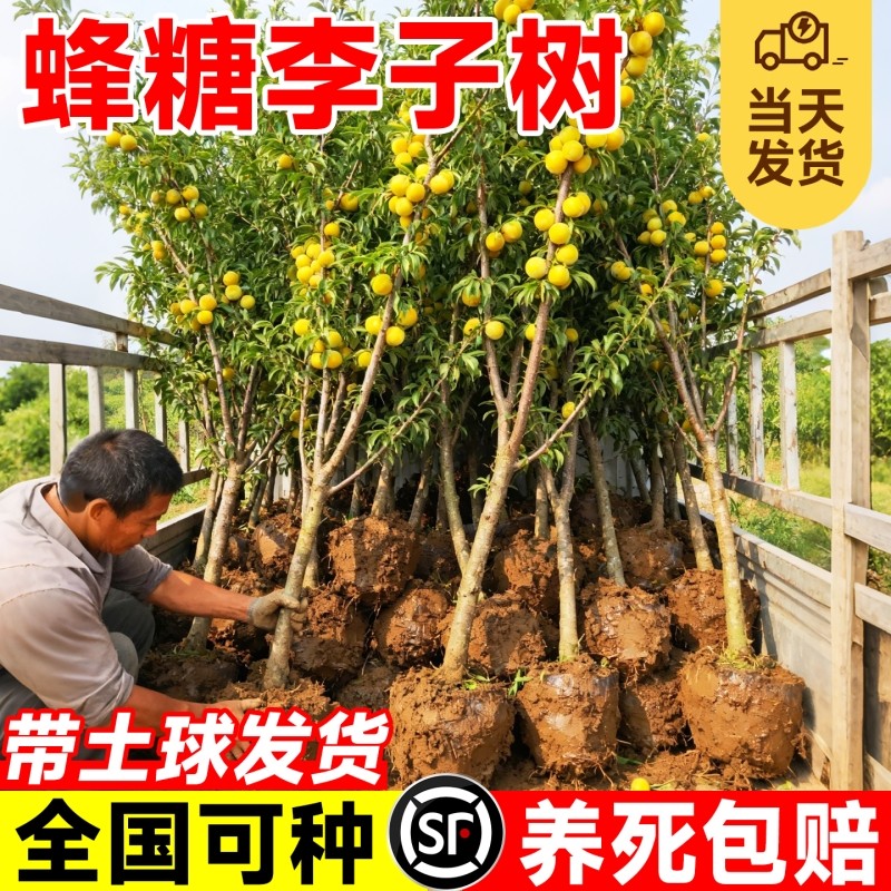 精品蜂糖李子果树苗正宗嫁接脆甜三华李子庭院阳台盆栽四季易成活