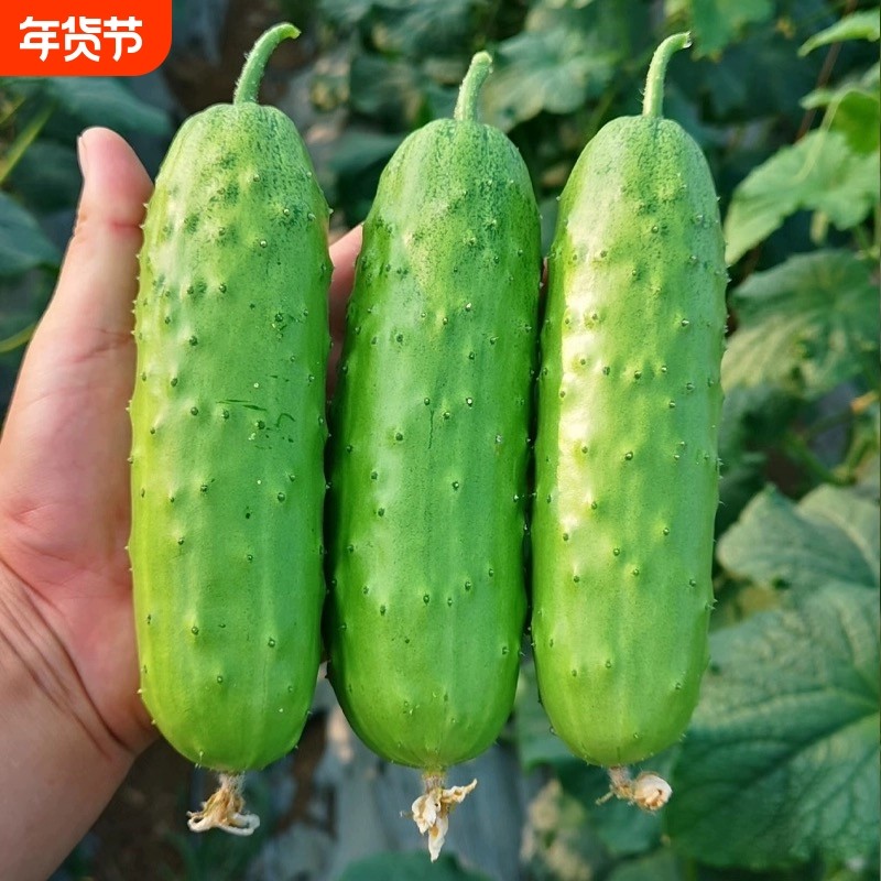 高产水果黄瓜种子苗籽种青瓜四季水果秧蔬菜种籽秋小秧苗老孑大全