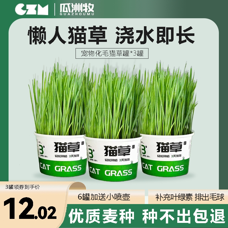 懒人泡面猫草盆栽小麦种子无土水培种植猫薄荷排毛球猫咪零食植物