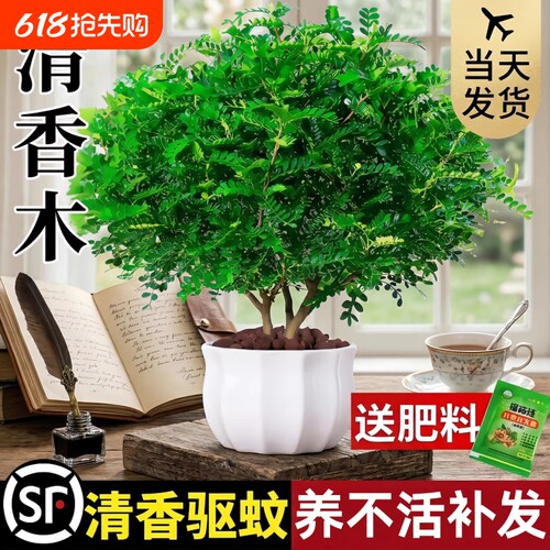 正宗清香胡椒木盆栽绿植驱蚊草花卉植物室内树苗九里香老桩盆景