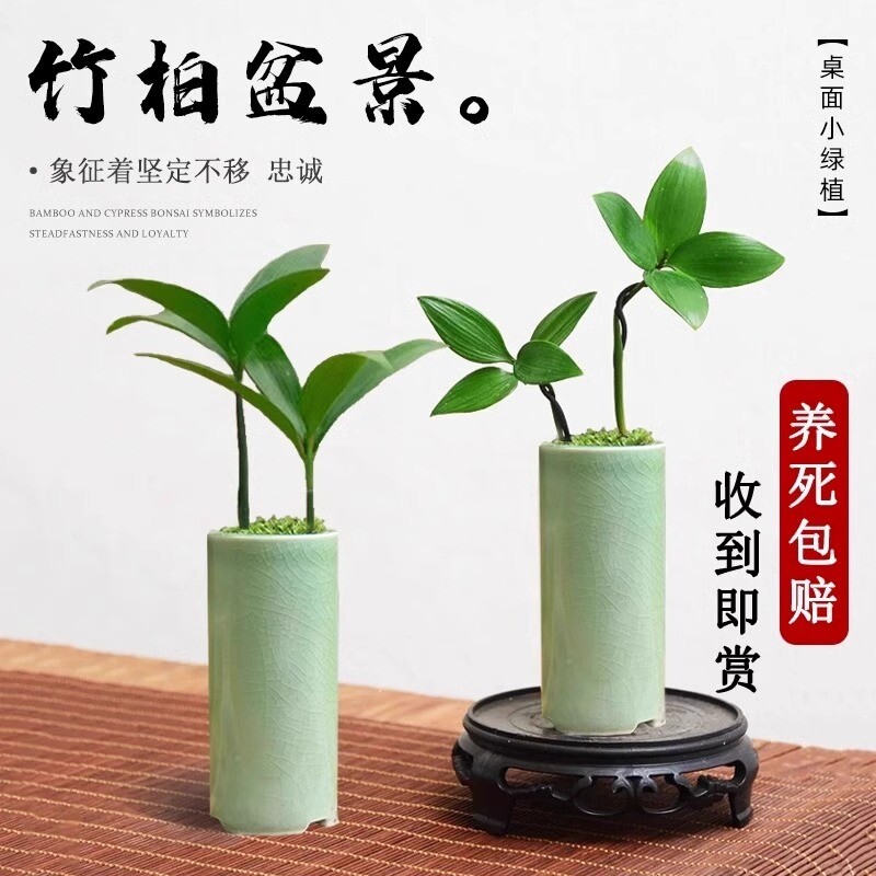 竹柏盆景迷你小盆栽驱蚊水培植物花卉办公室内桌面禅意绿植微景观