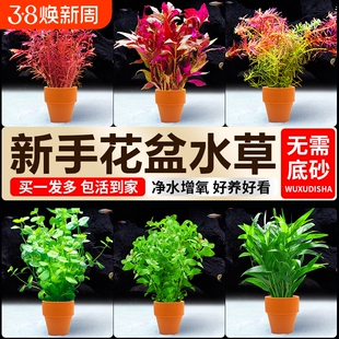 水培植物小花盆鱼缸水草造景专用蜈蚣草升级真草阴性净水定植水草