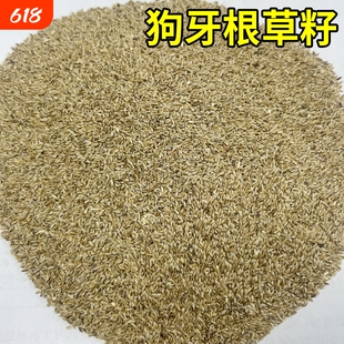狗牙根草籽四季常青草坪种子旱绿化护坡固土草种籽孑庭院净籽水养