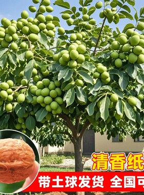 核桃苗树嫁接苗纸皮特大核桃树苖四季种植当年结果树苗庭院带土球