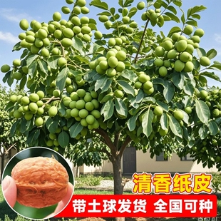 核桃苗树嫁接苗纸皮特大核桃树苖南北方四季种植当年结果树苗新鲜