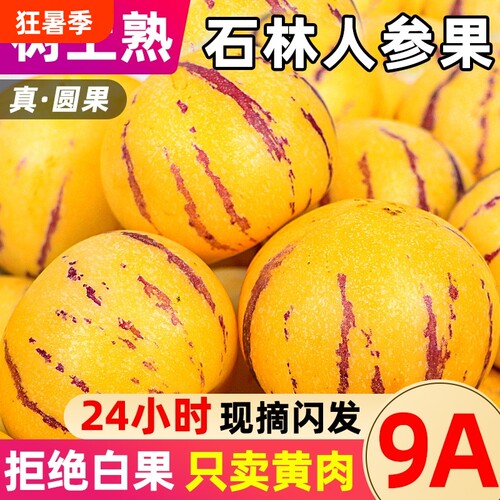云南石林人参果树上熟清甜多汁
