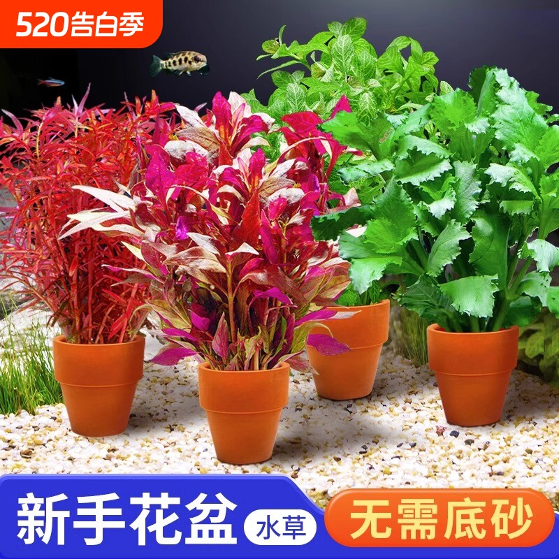 小花盆水草鱼缸造景专用绿菊水培真草阴性水草植物水质套餐十字