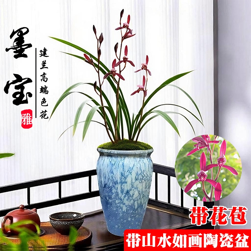 名贵建兰墨宝带花苞带盆栽好高端盆栽绿植花卉室内好养四季兰花苗