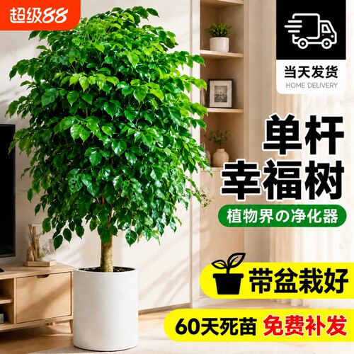 单杆幸福树盆栽室内客厅大型绿植净化空气绿宝除甲醛植物大气耐阴