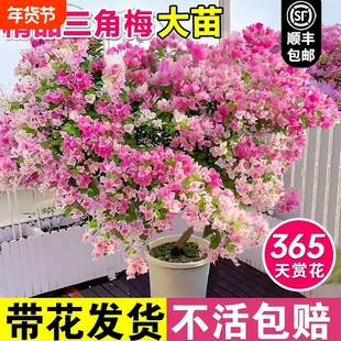 重瓣三角梅四季开花绿樱大苗带花苞盆栽阳台好养活花树爬藤绿植物