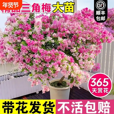 重瓣三角梅四季开花绿樱大苗带花苞盆栽阳台好养活花树爬藤绿植物