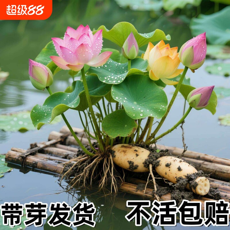 荷花盆栽莲花藕苗四季观赏藕种水培植物花卉睡莲莲藕苗种大型种藕图片