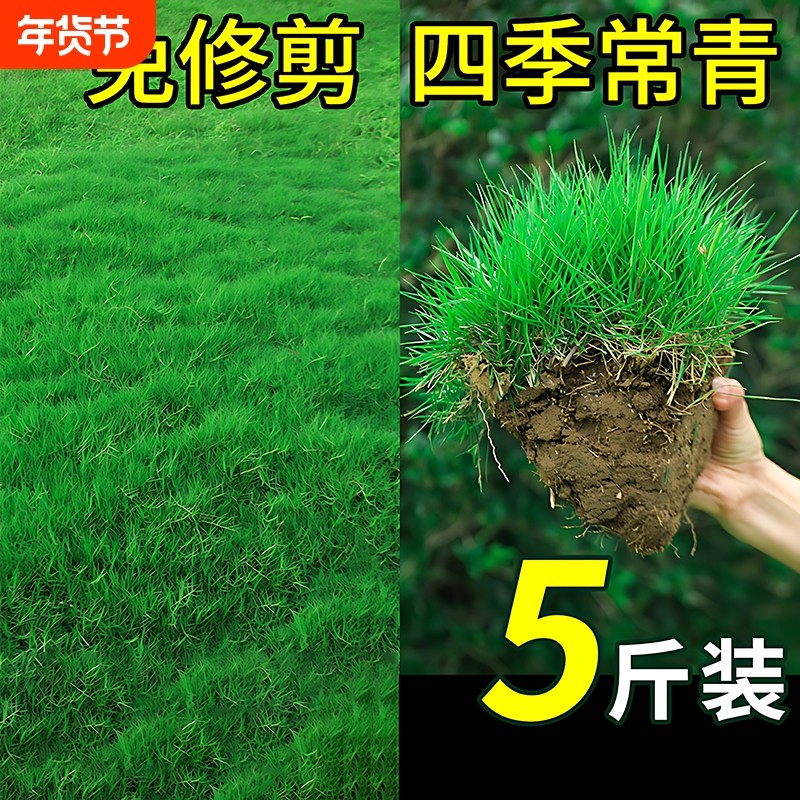 草坪草籽四季常青护坡狗牙根马尼拉庭院地毯草皮绿化黑麦草种子孑