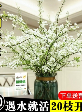 雪柳干枝鲜枝水养插花水培植物鲜花卉室内盆栽带花苞绿植龙柳好活