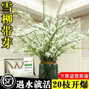 雪柳干枝鲜枝水养插花水培植物鲜花卉室内盆栽带花苞绿植龙柳好活