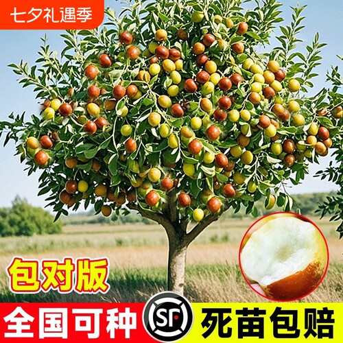特大冬枣青枣枣树果树苗