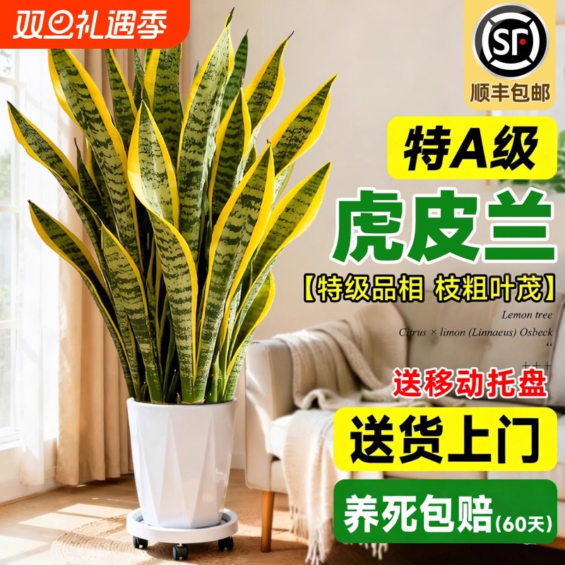 金边虎皮兰绿植客厅大型盆栽四季常青新房室内净化空气办公室好养