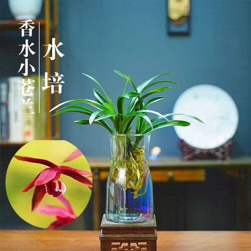 水培香水兰花苗中矮种室内植物浓香四季建花卉耐寒冬季带花苞客厅