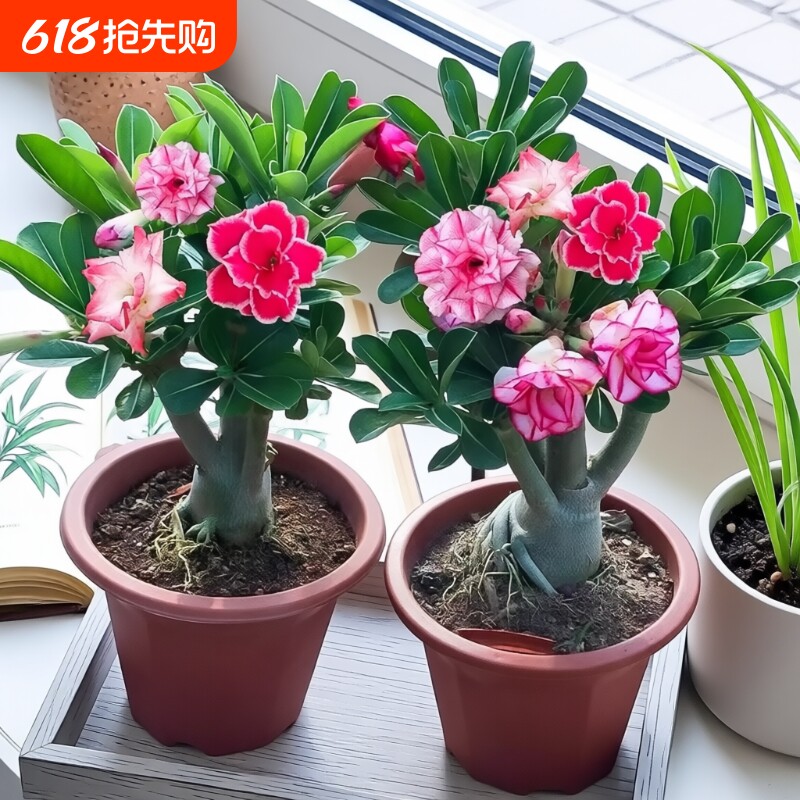 重瓣沙漠玫瑰花苗盆栽带花苞多肉植物老桩绿植盆景四季开花室外