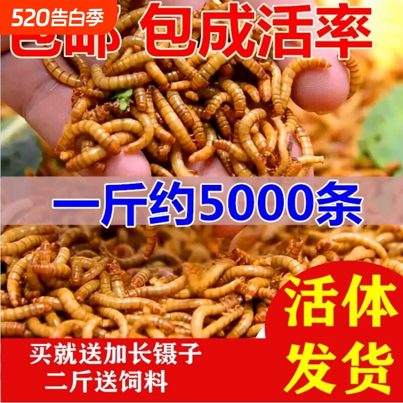 面包虫活体 黄粉虫活虫 鹦鹉鱼 金龙鱼 乌龟 画眉鸟石蛙饲料包邮