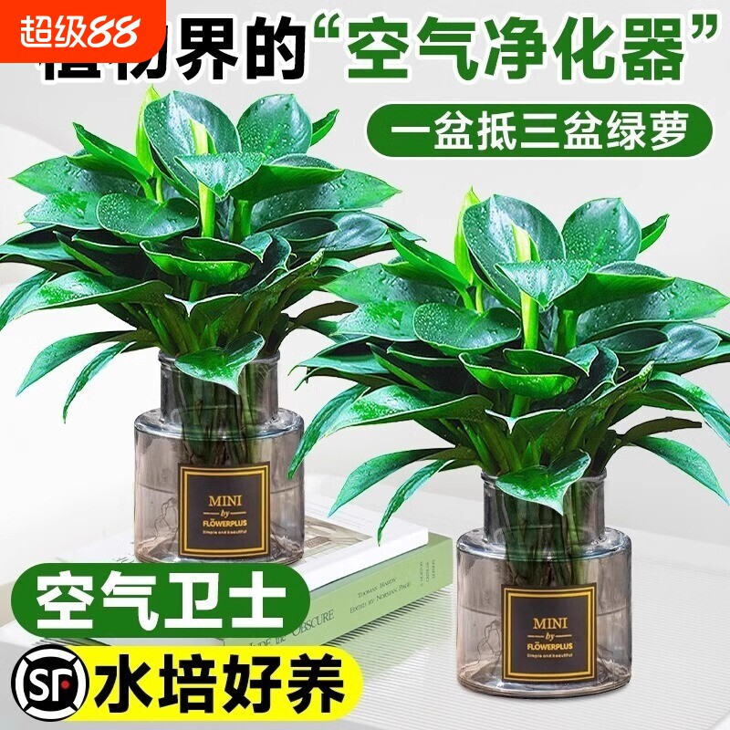 大叶金钻水培植物绿公主盆栽室内好养绿萝吸除甲醛四季花卉绿植图片