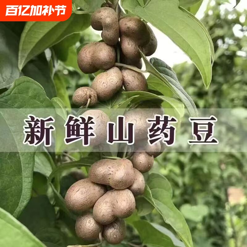 新鲜好吃软糯铁棍山药豆冰糖葫芦山药豆淮山药净重2斤-5斤装