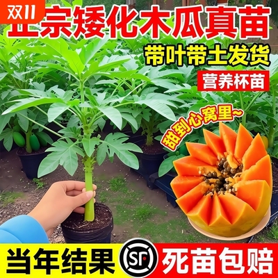 矮化红心木瓜苗|超3000次加购