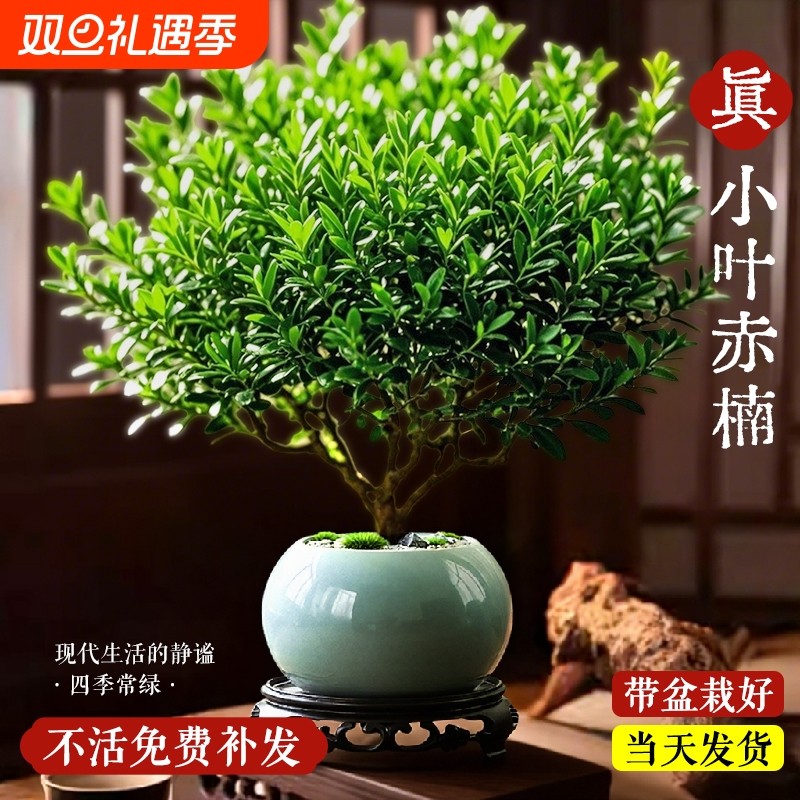 小叶赤楠盆景植物老桩金丝楠木盆栽室内中式禅意绿植办公桌面绿植