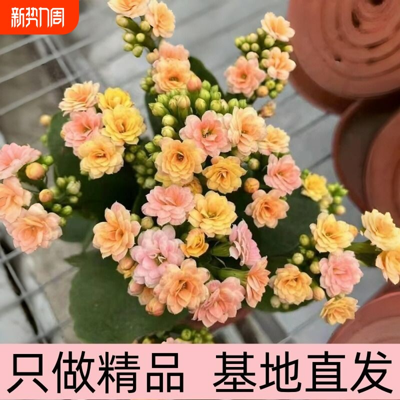 长寿花盆栽彩虹糖绿巴黎四季好养开花重瓣带花苞花苗绿植物花卉