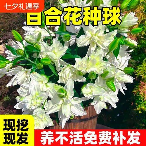 百合花种球进口香水百合多季花卉植物鲜花盆栽花种子好养重瓣带花