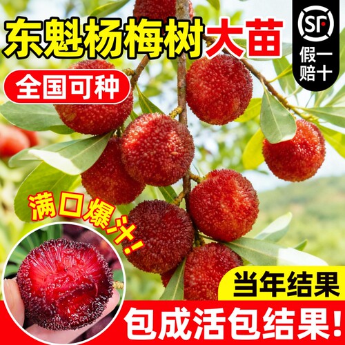 高压圈枝荔枝树苗老桩荔枝矮化荔枝树苗阳台盆栽南方种植当年结果