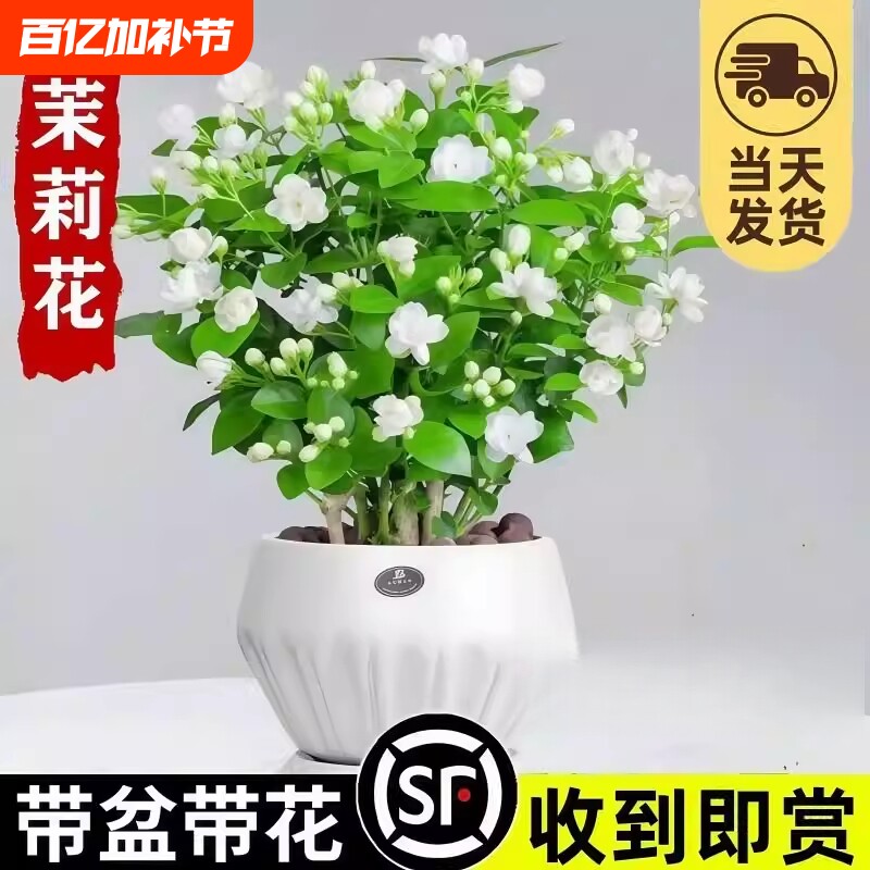 茉莉花苗盆栽带花苞九里香老桩水培栀子花卉绿植物室内四季开阳台