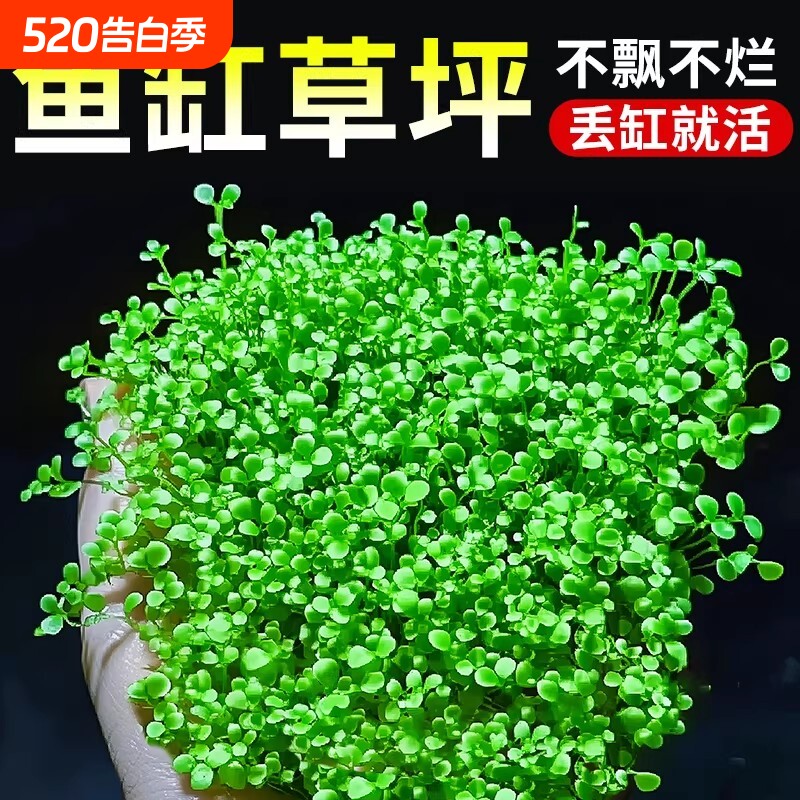 爬地矮珍珠水草网片日本矮植物净化水质生态鱼缸水草造景专用无菌