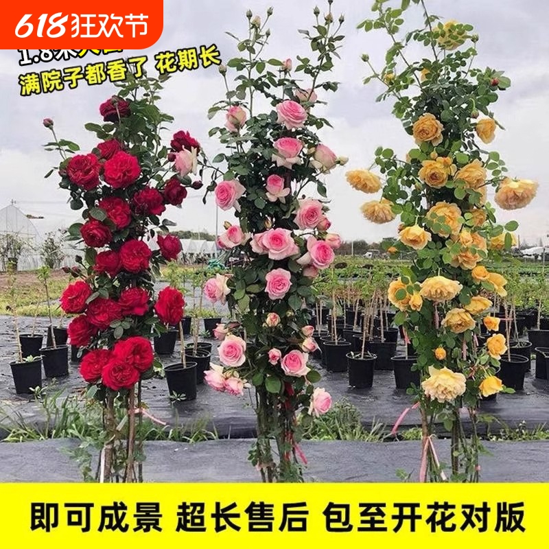 1米8大苗蔷薇花苗爬藤四季开花藤本月季花卉盆栽植物玫瑰易活阳台